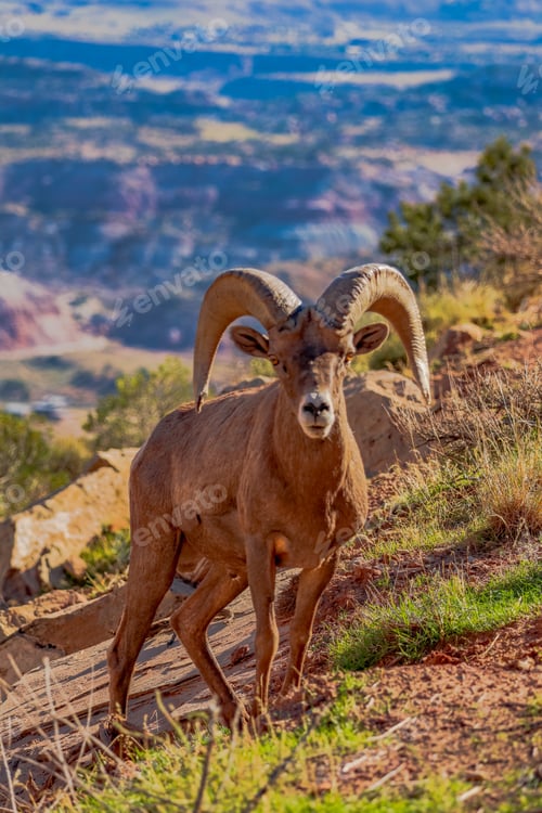 Preview: Big horn sheep