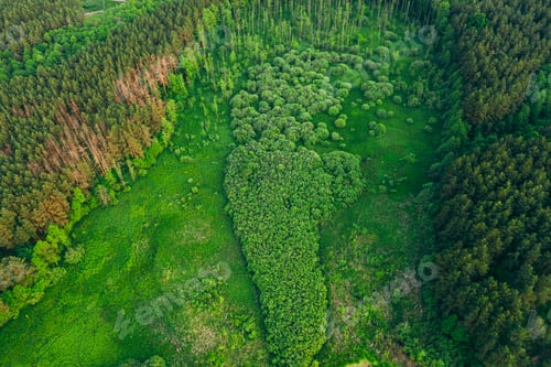 Preview: Aerial View Green Forest Woods Landscape In Sunny Spring Evening. Top View Of Beautiful European