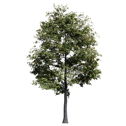 Preview: Black Alder tree front view isolated on white background