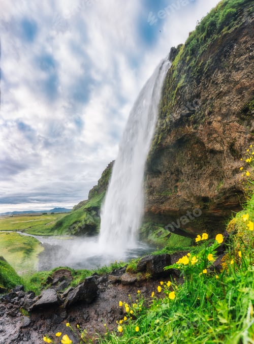 Preview: Seljalandsfoss waterfall flowing with yellow flower blooming on bright day in summer at Iceland