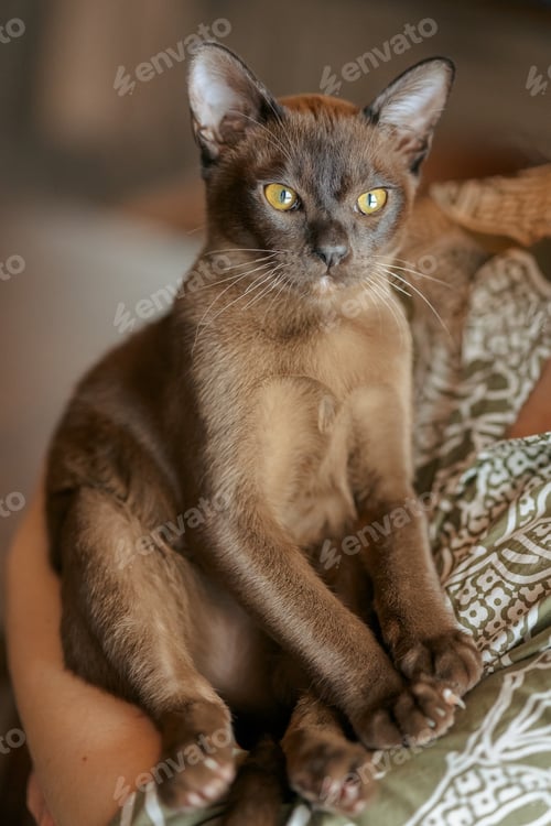 Preview: Burmese kitten. Curious funny spotted Burma cat looking at camera