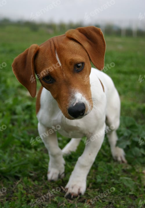 Preview: puppy jack russel terrier
