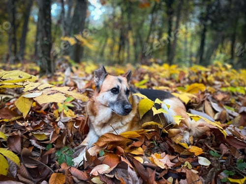 Preview: Portrait of German shepherd dog in the forest lying down on brown autumn leaves fallen on the ground