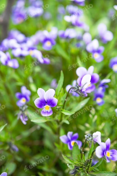 Preview: Blooming pansy flowers. Natural background.