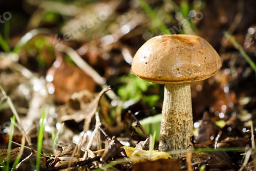 Preview: Small shaggy boletus in the leafs