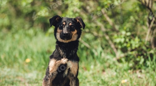 Preview: Dog sitting in the grass