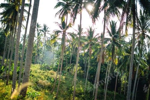 Preview: Palm tree on a tropical island