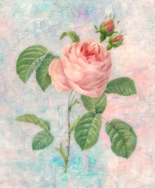 Preview: Antique plant drawn by Pierre-Joseph Redouté(1759-1840 )