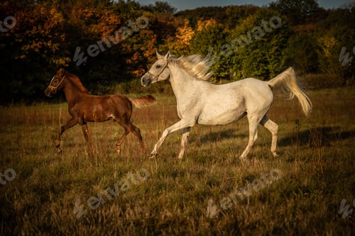 Preview: Running horses on the meadow at sundown - mother and child equines enjoying their freedom