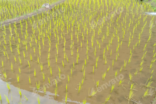 Preview: Fresh paddy rice, green agricultural field in countryside or rural area in Asia. Nature landscape.