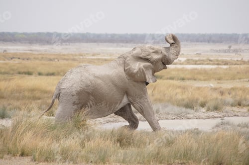 Preview: Happy elephant