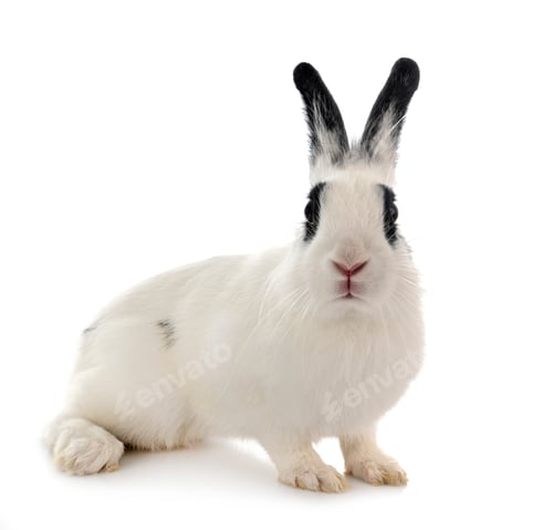 Preview: English Spot rabbit