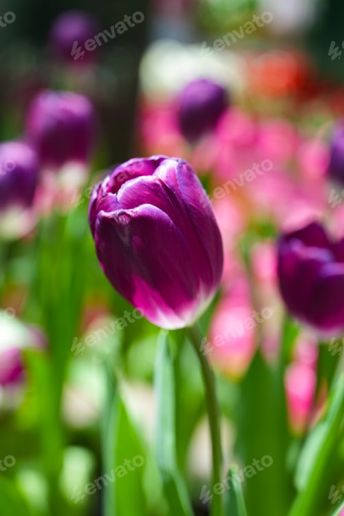 Preview: Purple tulips on natural background. Spring violet tulip flowers.