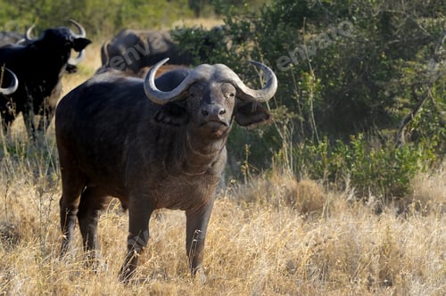 Preview: Wild African buffalo bull