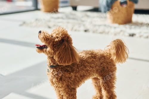 Preview: Cute little poodle puppy is indoors in the modern domestic room