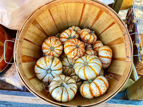 Preview: A basket of beautiful white pumpkins!