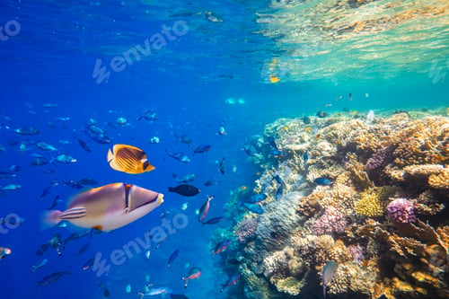 Preview: Different tropical fish on a coral reef in the Red Sea