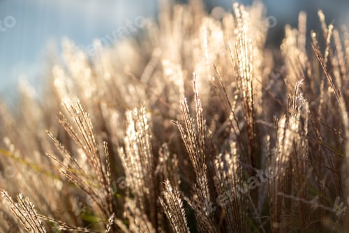 Preview: Dry pampas grass at sunset light. Plant Cortaderia selloana soft focus. Fluffy dry reeds.