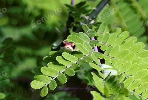 Preview: a green leaf with a butterfly on it in the garden
