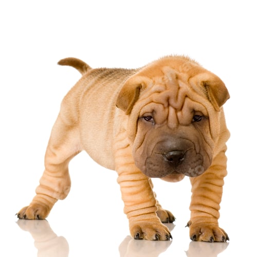 Adorable Shar Pei Puppy on White Background