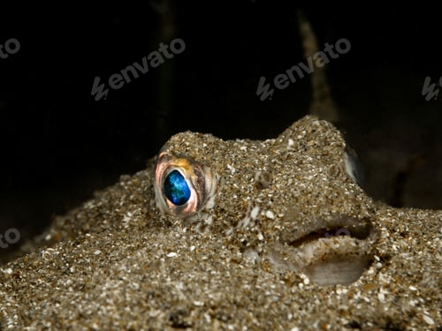 Preview: Blue eyed pufferfish from the island of Cyprus