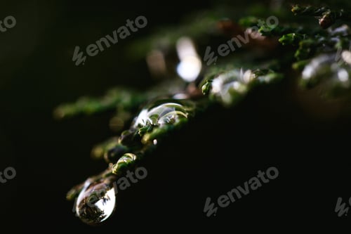 Preview: Macro shot of water drops on the thuja tree
