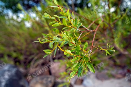 Preview: Green leaves thrive on a shrub, basking in sunlight amid natural surroundings.