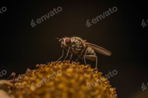 Preview: Macro photograph of a fly perched on a flower with a dark background.