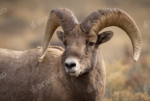 Preview: Bighorn Sheep in Grand Teton National Park