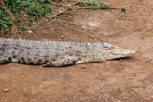 Preview: Crocodile