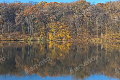 Preview: autumn forest