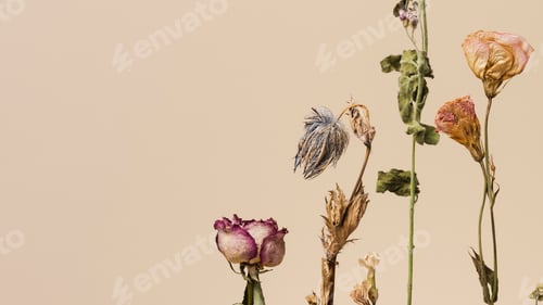 Preview: Dried flowers on a beige background