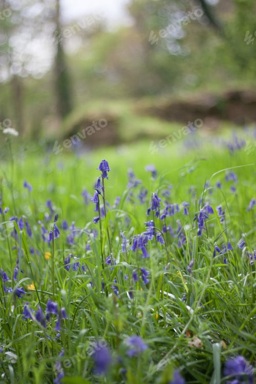 Preview: Little blue bells flowers during spring