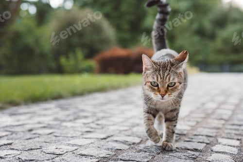 Preview: A striped cat walking confidently along a pathway surrounded by greenery. The cat has a focused expr