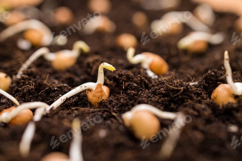 Preview: Seed planting on the soil