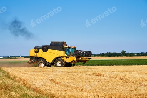 Preview: Combine harvester harvesting golden ripe wheat in agricultural field