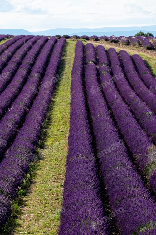 Preview: Lavender field in europe france provence valensole - summer season and fragrance