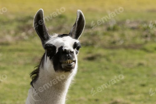 Preview: Closeup shot of a black and white llama