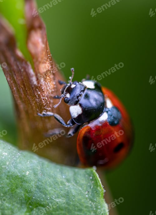Preview: Ladybug on a stem of a plant in a garden against a blurred background