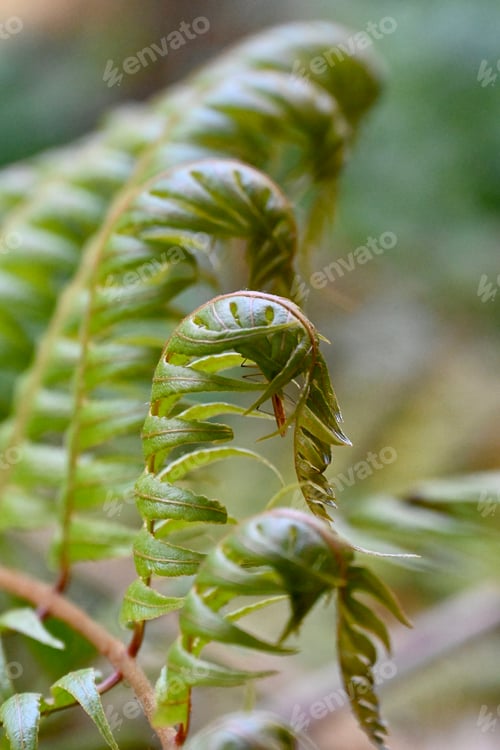 Preview: New green leaves unfolding