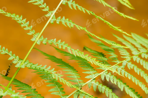 Preview: Detail of fern leaves