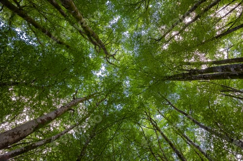Preview: Canopy Of a Beech Forest