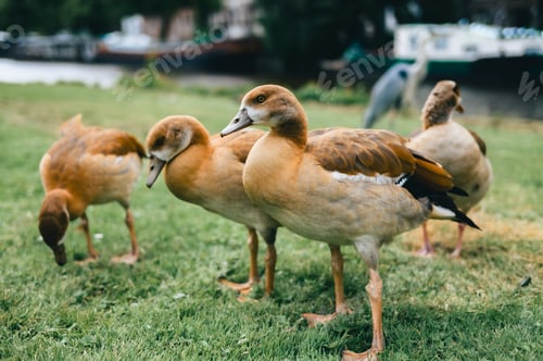 Preview: Ducks grazing on grass near water with boats in background.