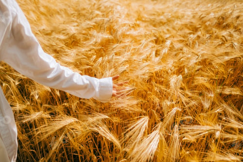 Preview: Farmer walked through field of wheat, checking wheat crop. Wheat sprouts in farmers hand.
