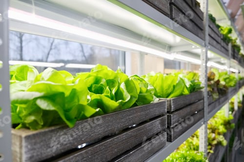 Preview: Salad. Healthy eating