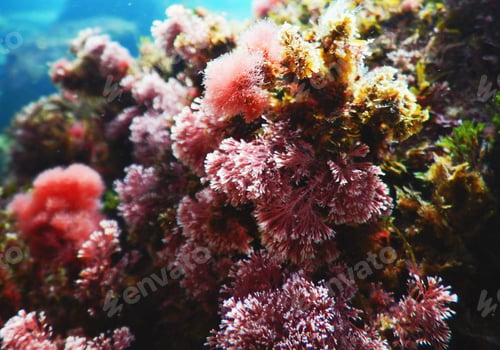 Preview: Amazing underwater world, Underwater world scene.
