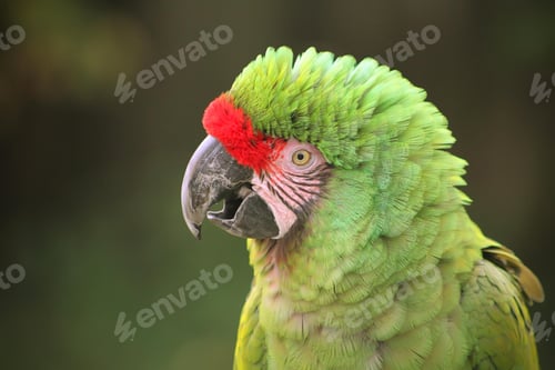 Preview: bird, parrot, Scarlet, Macaw