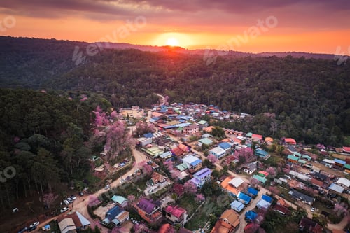 Preview: Sunset over Thai tribe village with wild himalayan cherry tree blooming in countryside