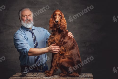 Preview: Elderly man caring about his purebred dog against dark background