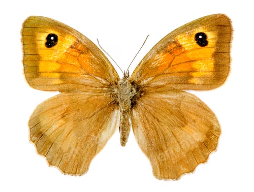 Preview: Gatekeeper butterfly